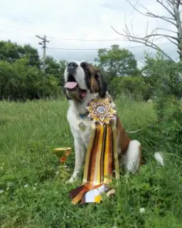 Photo №3. St Bernard Longhair and Shorthair. Russian Federation