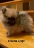 Photo №2 to announcement № 52405 for the sale of pomeranian - buy in Germany private announcement, breeder