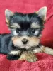 Photo №1. yorkshire terrier - for sale in the city of Kauniainen | 350$ | Announcement № 71154