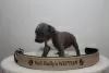 Additional photos: American Bully XL