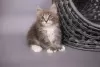 Photo №1. maine coon - for sale in the city of Göttingen | Is free | Announcement № 121667