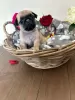 Photo №1. pug - for sale in the city of Phillip | negotiated | Announcement № 70688