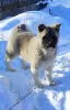 Photo №1. american akita - for sale in the city of Tyumen | 670$ | Announcement № 9535