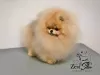 Photo №4. I will sell pomeranian in the city of Dubai. breeder - price - 6000$