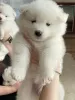 Photo №1. samoyed dog - for sale in the city of Odessa | 528$ | Announcement № 52141