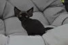 Photo №2 to announcement № 119940 for the sale of devon rex - buy in Spain private announcement, breeder