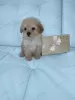 Photo №3. Toy poodle boy doll for sale. Russian Federation