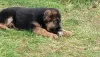 Photo №2 to announcement № 78089 for the sale of german shepherd - buy in Belarus breeder