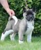 Additional photos: American Akita