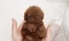 Photo №2 to announcement № 60162 for the sale of poodle (toy) - buy in Israel private announcement