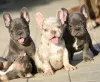 Photo №4. I will sell french bulldog in the city of Stari Banovci. breeder - price - negotiated