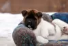 Additional photos: Puppy American Akita