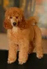 Additional photos: 2 мальчика от среднего пуделя (05 апреля 2023г.) - Two male medium poodle