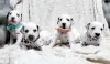 Photo №1. dalmatian dog - for sale in the city of Berlin | 400$ | Announcement № 38246