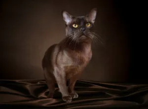 Additional photos: European burmese