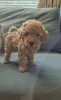 Photo №1. poodle (toy) - for sale in the city of Фискари | 338$ | Announcement № 123461