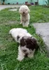 Photo №3. Lagotto Romagnolo puppies. Serbia