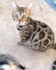 Photo №2 to announcement № 132067 for the sale of bengal cat - buy in Qatar breeder