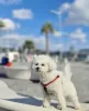 Photo №1. bichon frise - for sale in the city of Munich | 951$ | Announcement № 103845