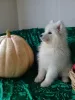 Photo №4. I will sell samoyed dog in the city of Chelyabinsk. private announcement, breeder - price - 445$