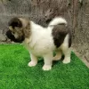 Photo №2 to announcement № 30134 for the sale of akita - buy in United States 