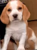 Additional photos: Beagle puppies