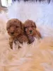 Photo №4. I will sell poodle (royal), poodle (dwarf) in the city of Vilovo. breeder - price - 634$