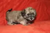 Additional photos: Havanese puppies