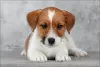 Photo №3. Jack Russell Terrier puppy. Russian Federation