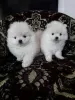 Photo №1. pomeranian - for sale in the city of Pihtipudas | 338$ | Announcement № 123455