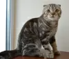 Photo №2 to announcement № 24364 for the sale of scottish fold - buy in Russian Federation from nursery