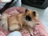 Photo №2 to announcement № 126719 for the sale of pomeranian - buy in Germany private announcement