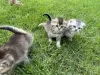 Additional photos: Scottish kittens - Scottish fold and Scottish straight