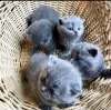 Photo №2 to announcement № 71720 for the sale of scottish fold - buy in Australia private announcement, breeder