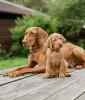 Photo №2 to announcement № 61947 for the sale of vizsla - buy in Belarus private announcement