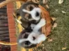 Additional photos: Elite Beagle puppies