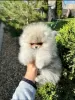 Photo №2 to announcement № 121380 for the sale of pomeranian - buy in Serbia 