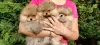 Photo №2 to announcement № 55796 for the sale of pomeranian - buy in Bosnia and Herzegovina private announcement