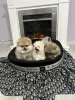 Additional photos: Pomeranian puppies