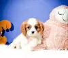 Photo №1. cavalier king charles spaniel - for sale in the city of Fribourg | 332$ | Announcement № 18767