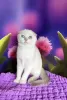 Photo №4. I will sell scottish fold in the city of Kiev. breeder - price - 283$