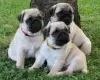 Photo №1. pug - for sale in the city of Melbourne | Is free | Announcement № 17286