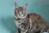 Photo №2 to announcement № 9952 for the sale of maine coon - buy in Russian Federation from nursery