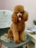 Additional photos: Red toy poodle puppies