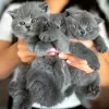 Photo №1. british shorthair - for sale in the city of Bern | negotiated | Announcement № 121745