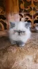 Photo №1. persian cat - for sale in the city of Kherson | 1000$ | Announcement № 11669