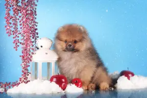 Photo №2 to announcement № 1112 for the sale of pomeranian - buy in Russian Federation breeder