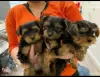 Photo №2 to announcement № 9978 for the sale of yorkshire terrier - buy in Russian Federation private announcement