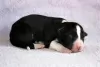 Additional photos: border collie puppies