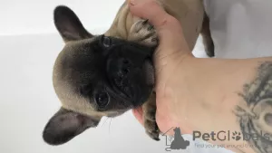 Photo №2 to announcement № 7189 for the sale of french bulldog - buy in Ukraine breeder